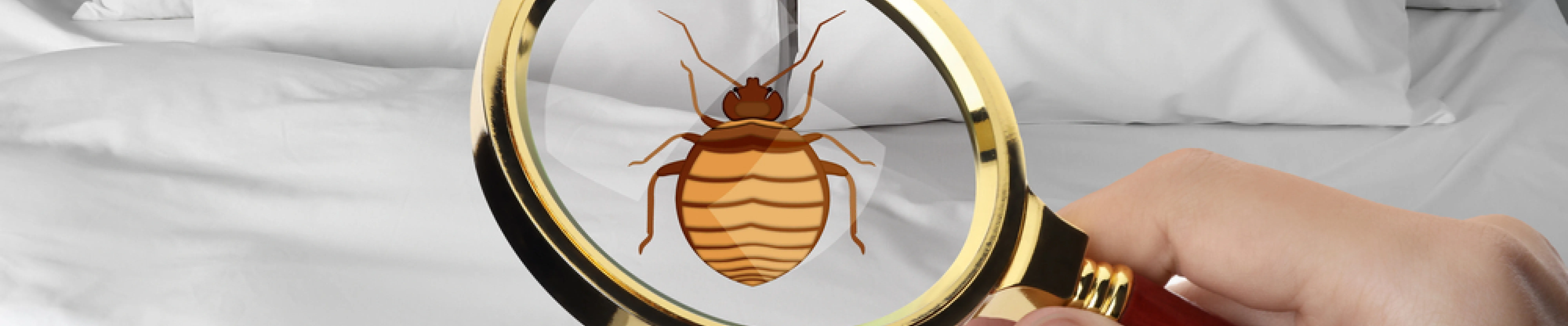 carpet cleaning in bronx, carpet cleaning in bronx, carpet cleaning bronx, carpet cleaners in bronx, carpet cleaners in bronx, commercial carpet cleaning, commercial carpet cleaning in bronx, bronx rug cleaners, rug cleaning services in bronx, same day carpet cleaning, same day rug cleaning