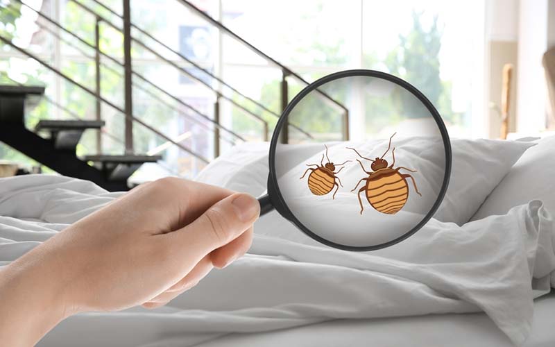 carpet cleaning in bronx, carpet cleaning in new york, carpet cleaning bronx, carpet cleaners in bronx, carpet cleaners in new york, commercial carpet cleaning, commercial carpet cleaning in bronx, bronx rug cleaners, rug cleaning services in bronx, same day carpet cleaning, same day rug cleaning